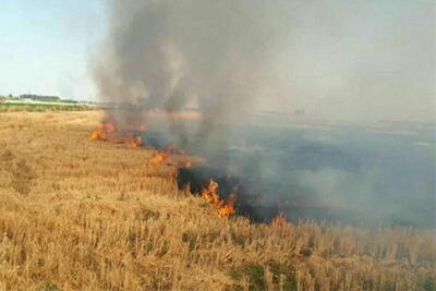 هشدار جهاد کشاورزی اردبیل نسبت به آتش زدن کاه و کلش مزارع | پایگاه خبری تحلیلی انصاف نیوز
