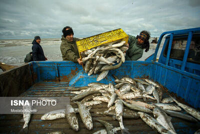 سال گذشته بیش از ۱۸ هزار تن ماهی در آذربایجان‌غربی تولید شد