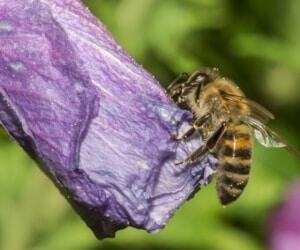 درمان خانگی برای وقتی زنبور نیشمون زده