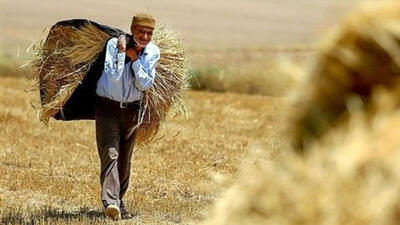 مطالبات گندمکاران ‌خوزستان‌ هفته آینده پرداخت می‌ شود
