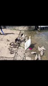 حمله اردک بالغ به بچه اردک + فیلم
