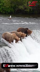 ببینید که چطور ماهی ها صید خرس ها می شوند؟
