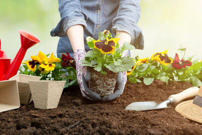 کاشت و برداشت خانگی؛ چه خاکی برای گیاهان آپارتمانی خوبه؟ بهترین ترکیب خاک رو گفتم