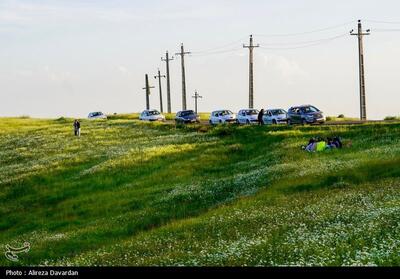 گل های بابونه فندقلو اردبیل- عکس استانها تسنیم | Tasnim