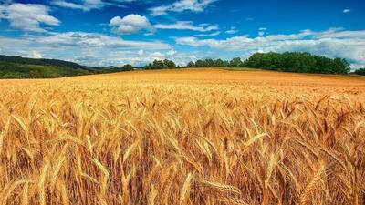پیش بینی خرید ۱۲۰ هزار تن گندم از کشاورزان مازندرانی
