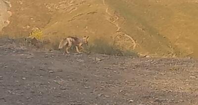 حضور یک روباه در کوه‌های بلوار نماز مشهد از لنز دوربین شهروند خبرنگار