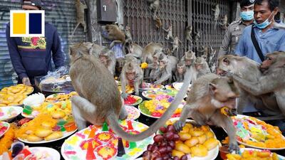 ترس و وحشت از میمون ها در شهر تایلند/ دزدی غذا و حمله به گردشگران (فیلم)