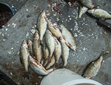 کشف و جمع‌آوری صید غیرمجاز ماهی در گیلان