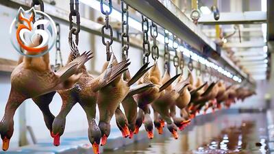 (ویدئو) چگونه میلیون ها اردک در کارخانه فرآوری می شوند؟