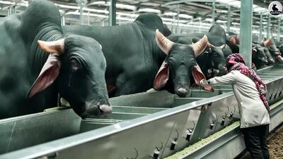 (ویدئو) ببینید چگونه گاوداران با پرورش گاوهای غول پیکر درآمد میلیارد کسب می کنند