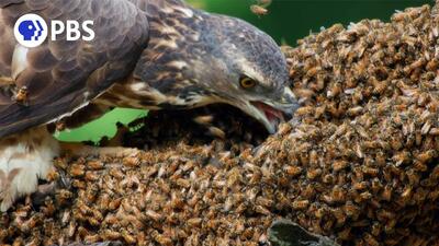(ویدئو) قرقی گرسنه هزاران زنبور عسل و مهاجم را مثل آب خوردن بلعید!