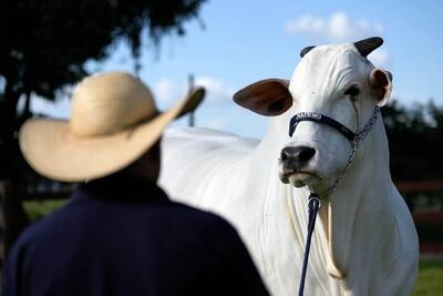 (تصاویر) چرا این گاو هم قیمت ویلای رونالو است؟