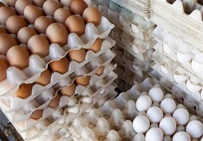 تثبیت قیمت تخم مرغ در بازار/ خرید حمایتی از مرغداران ادامه دارد