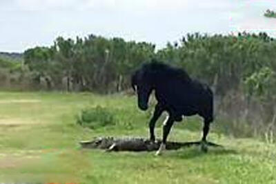 ببینید | لحظه دیدنی مبارزه اسب سیاه با کروکودیل غول‌پیکر
