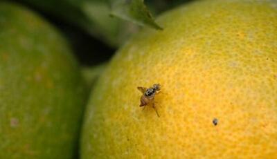افزایش مگس میوه مدیترانه ای درباغات گچساران و باشت/ ضرورت نصب تله