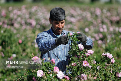بیش از ۲۰۰ هزار گل محمدی در منطقه جنوب آزادشهر کشت شد