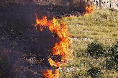 آتش سوزی جنگل آب نارون فروکش کرد/ شناسایی عمل آتش سوزی