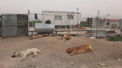 کشتار سگ‌ها ارتباطی به شهرداری اسدآباد ندارد