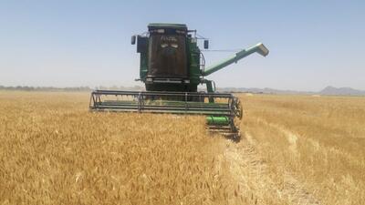 بیش از ۵۰ درصداز مزارع گندم شهرستان تفتان درو شد