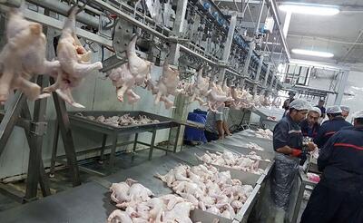 صادرات تدریجی ۱۲ هزار تن گوشت مرغ در ۳ ماه اخیر