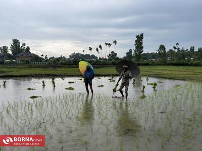 نشاء برنج در کشمیر هند