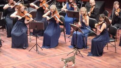 (ویدئو) حضور گربه کنجکاو در کنسرت نوازندگان