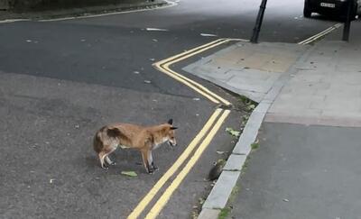 (ویدئو) نبرد حماسی بین روباه و موش در خیابان
