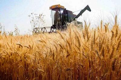 خرید ۳ میلیون و ۵۵۰ هزار تن گندم مازاد بر مصرف از کشاورزان