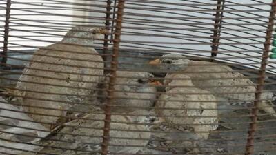 دستگیری متخلفان زنده‌گیری پرندگان شکاری در کاشان