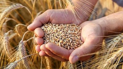 افزایش خرید گندم در گلستان؛ فعالیت ۸۸ مرکز خرید تضمینی تا کنون