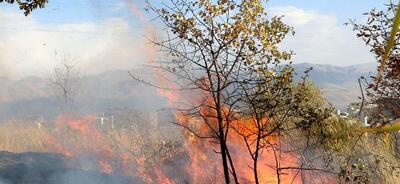 وقوع آتش‌سوزی در ۳۶۹ هکتار از جنگل‌ها و مراتع «آب‌نارون» کهگیلویه