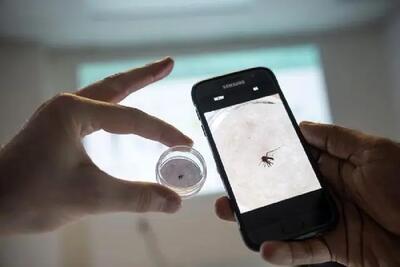 هوش مصنوعی پشه‌های ناقل مالاریا را به دام می‌اندازد
