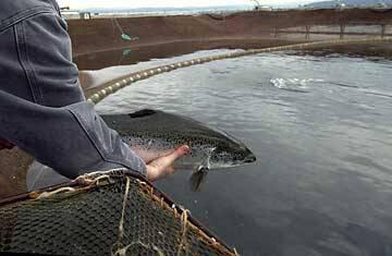 احداث بزرگترین مجتمع پرورش ماهیان گرمابی خرمشهر  - سایت خبری اقتصاد پویا