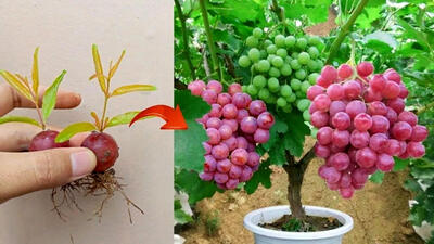 (ویدئو) نحوع پرورش درخت انگور در گلدان با کمک حبه های انگور
