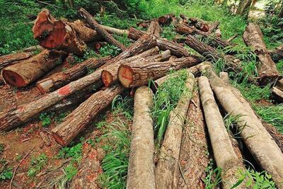 دستگیری عوامل قطع درختان جنگلی