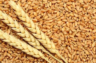 برخورد با قاچاق گندم در کرمانشاه تشدید می شود