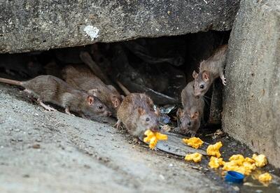 وضعیت نگران کننده موش‌های پایتخت/ شورای شهر چه اقداماتی انجام داده است؟