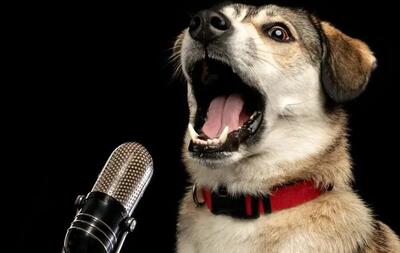 کشف معنای صدای سگ‌ها با این دستاورد خیره‌کننده