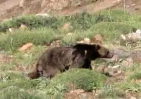 زخمی شدن کشاورز اسلام آبادغربی براثر حمله خرس