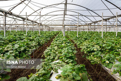 ۴۰ پروژه بخش کشاورزی در گیلان افتتاح می‌شود