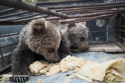 ۲ توله خرس قاچاق در نایین کشف شد