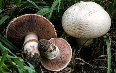 مرگ خاموش در قارچ‌ها با سموم کشنده‌ای که در پختن هم از بین نمی‌روند