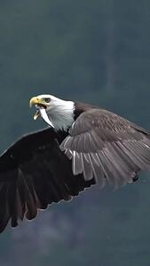 پرواز زیبای عقاب آمریکایی