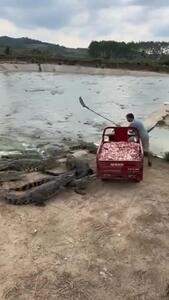 فیلم حیرت انگیز از از غذا دادن به تمساح ها