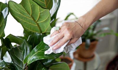 کاشت و برداشت خانگی؛ 4 ترفند برای تمیز کردن برگ گیاهان آپارتمانی خوشگلو براقش کن