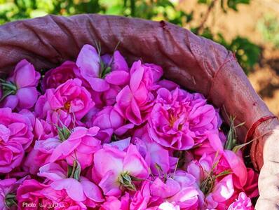 پیش بینی برداشت ۵۰ تن گل محمدی در کبودراهنگ