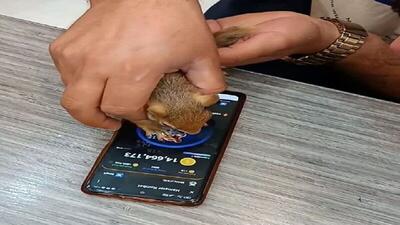 دستگیری حیوان‌آزاری که از سنجاب ‌برای بازی همستر استفاده می‌کرد
