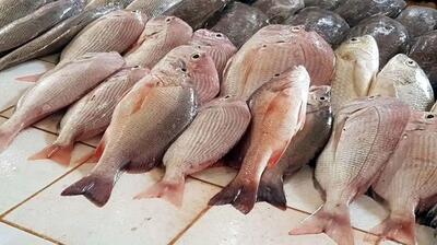 قیمت ماهی امروز یکشنبه ۲۰ خرداد ۱۴۰۳ + جدول