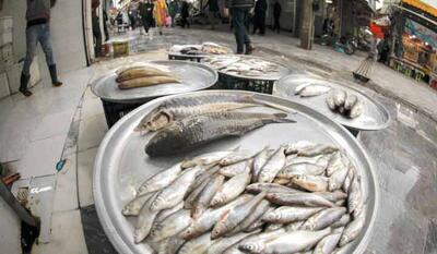 قیمت انواع ماهی ۲۰ خرداد ۱۴۰۳ /جدول - عصر اقتصاد