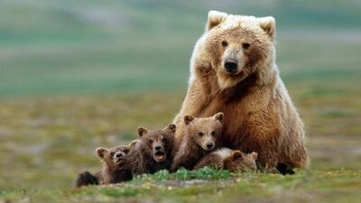 مشاهده خرس قهوه‌ای در جنگل هیرکانی گیلان (فیلم)